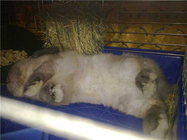 Как спят кролики: с открытыми глазами или закрытыми, сколько спят