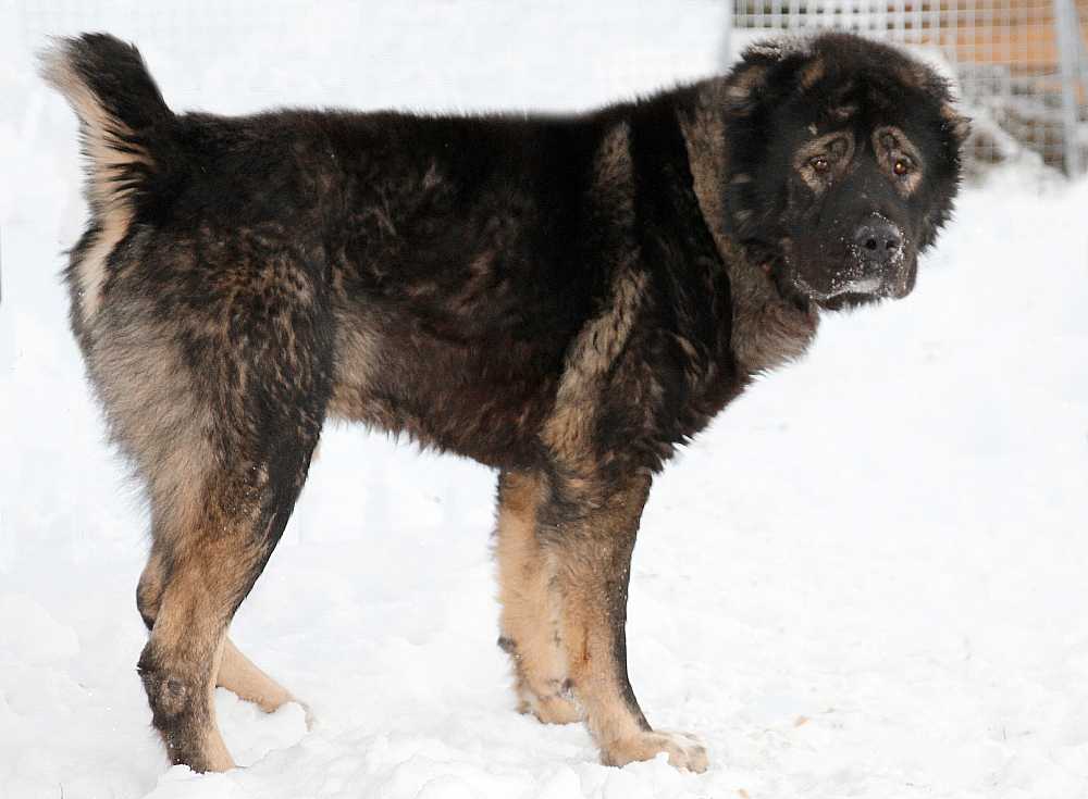 Метисы овчарки. метис кавказской и немецкой овчарок. преимущества метисов перед чистокровными собаками