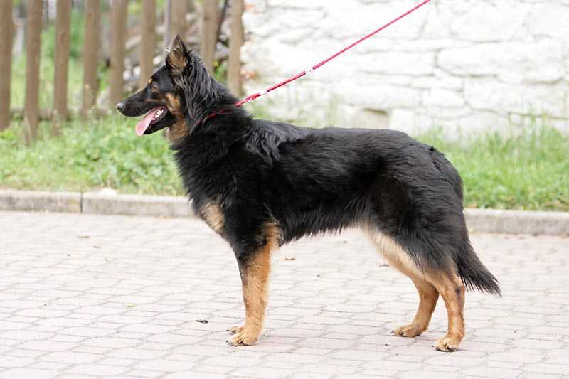 Ходская собака (чешская пастушья собака): обзор породы с фото, видео