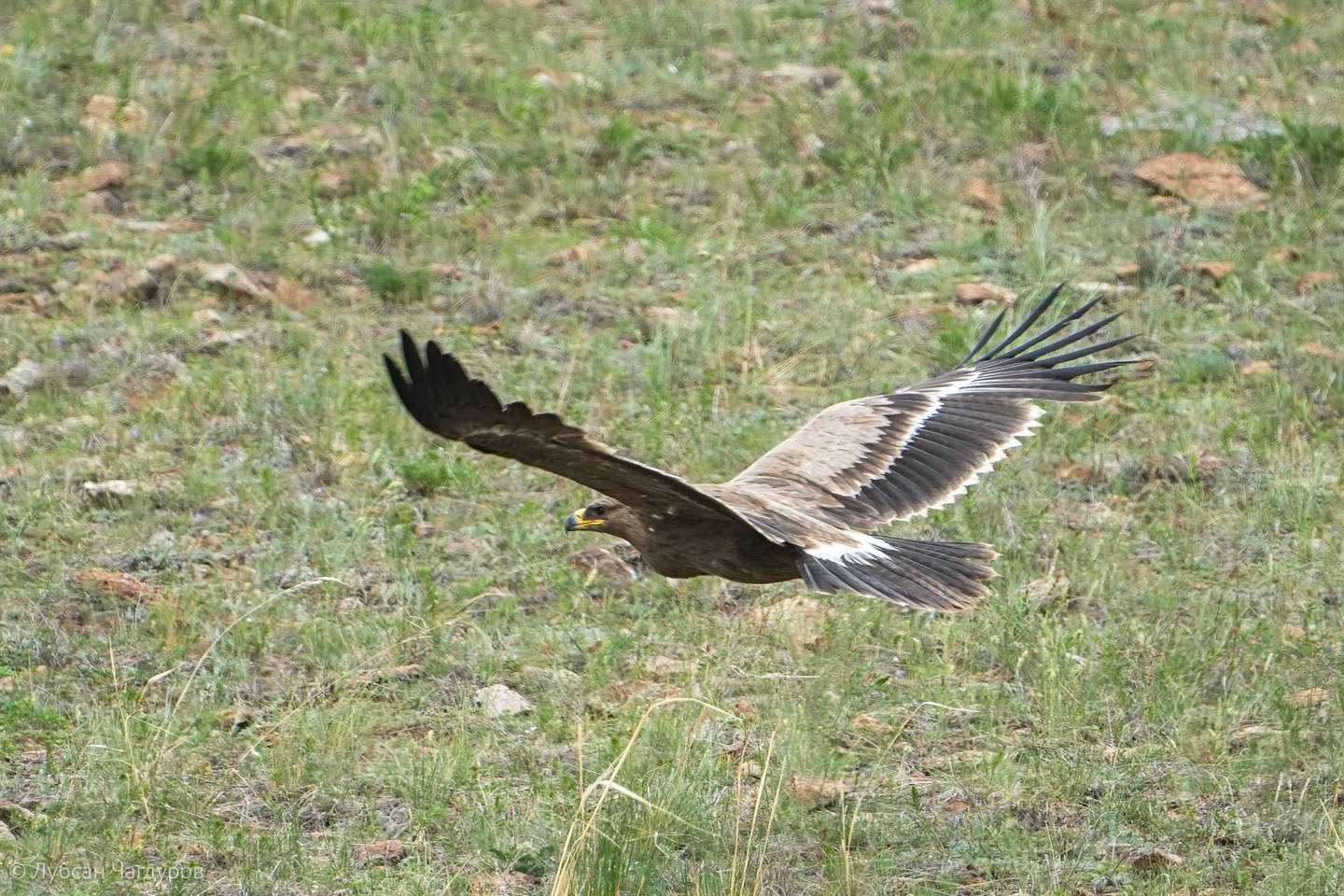 Описание степного орла из красной книги