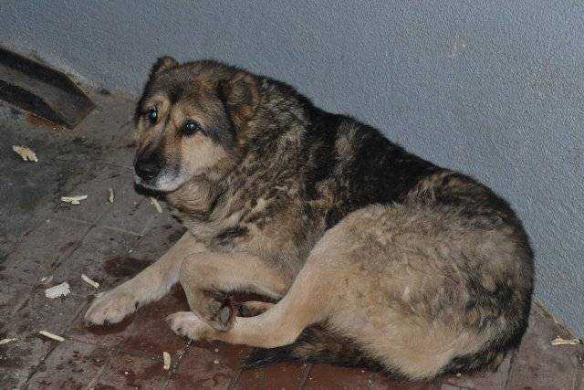 Помесь алабая и немецкой овчарки - фото и описание метисов