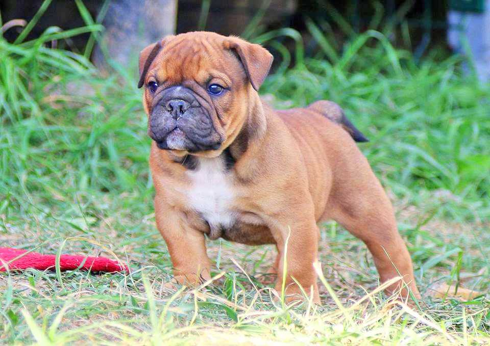 Староанглийский бульдог заново созданный: описание породы