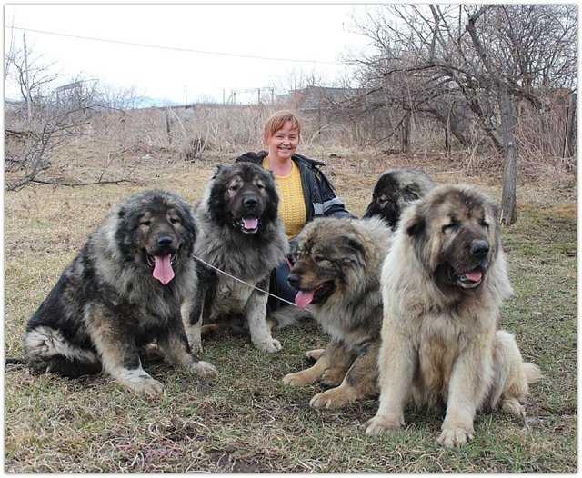 Помесь овчарки и хаски - для чего получают метисов, описание гибридов, характер и поведение