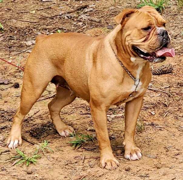 Староанглийский бульдог (заново созданный) — фото и описание породы собак