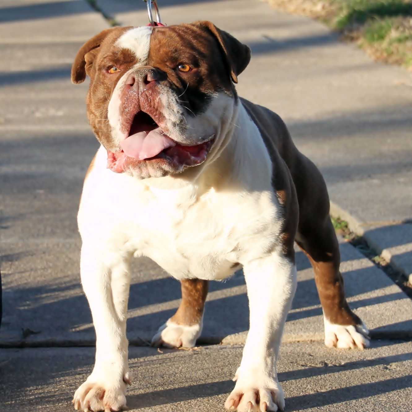 Староанглийский бульдог (заново созданный)