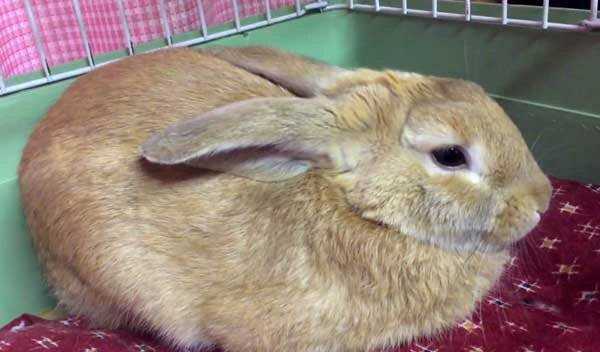 Сколько часов спит кролик. декоративные кролики