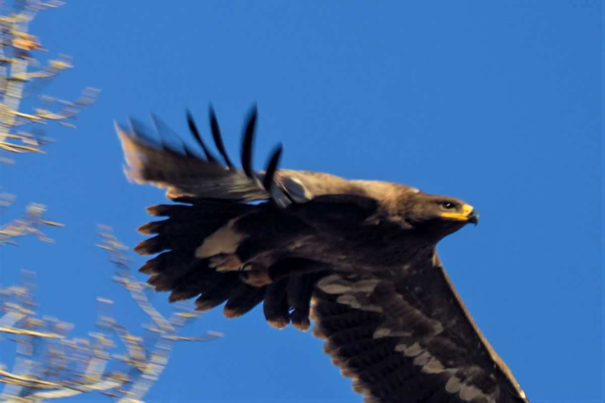 Степной орел в красной книге россии - описание птицы степной орел