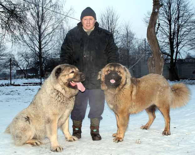Алабай и другие крупные собаки: кто сильнее и выносливее