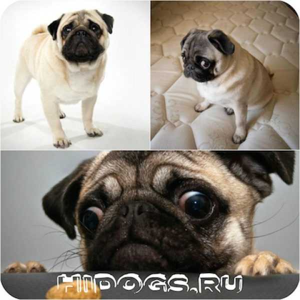 Как долго живут мопсы и как им стать здоровее - домашние питомцы - 2024