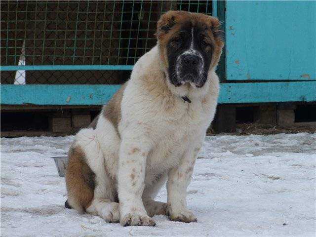 Подскажите кто знает породу? покупали как кавказскую