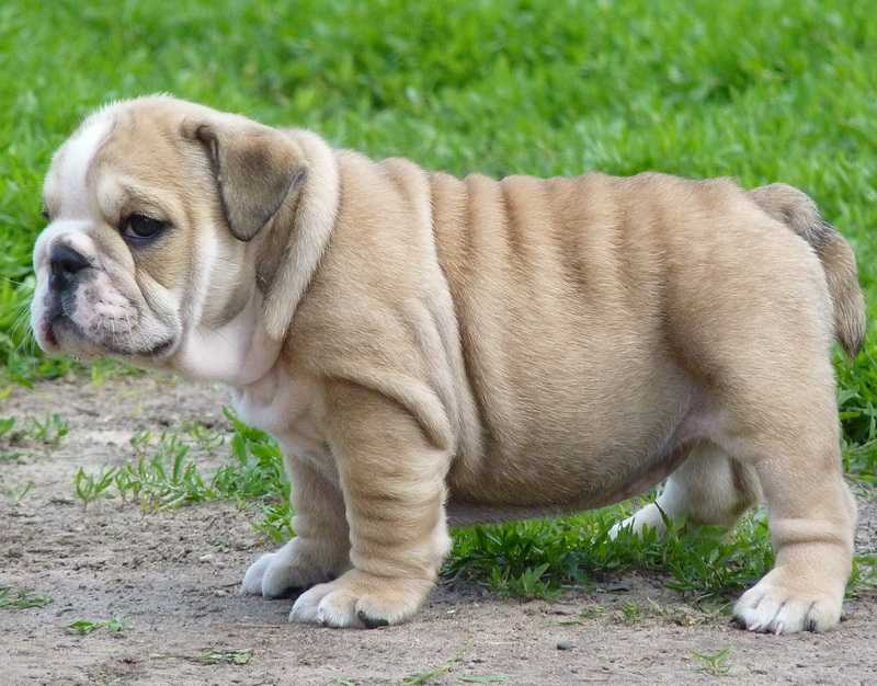 Староанглийский бульдог (заново созданный) — фото и описание породы собак - зоомир