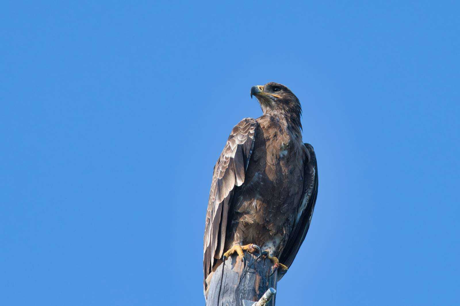 Степной орел - интересные факты