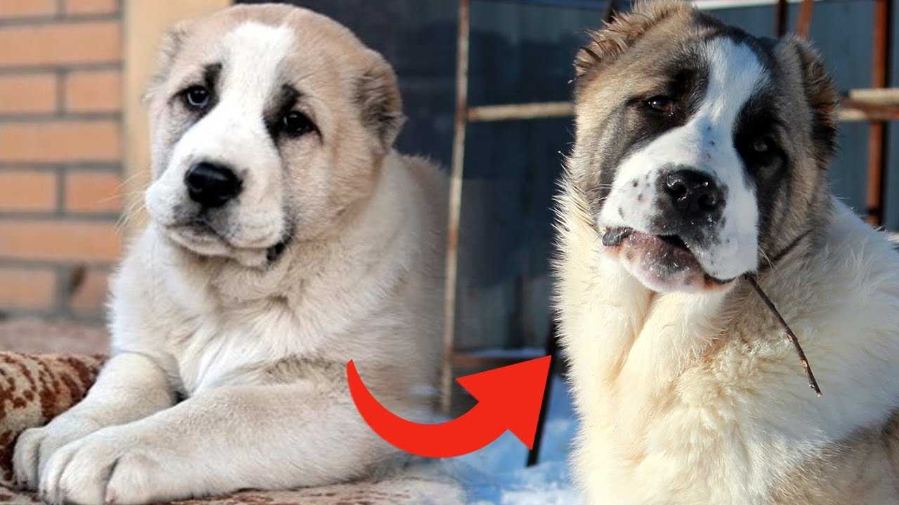 Сравнение алабая с кавказской овчаркой и большими собаками. помеси алабая.