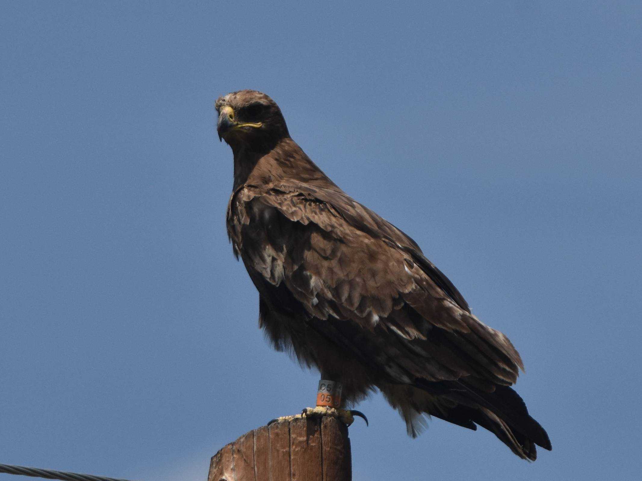 Орел: описание, виды, ареал обитания, питание, повадки, враги, сколько живет