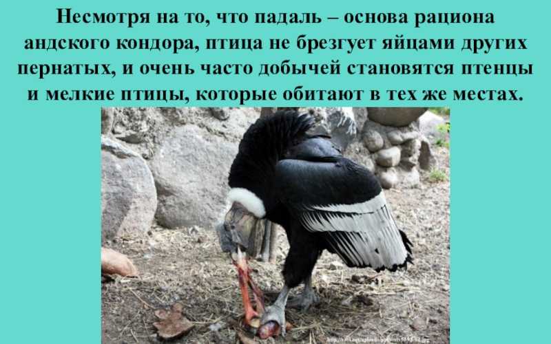 Андский кондор