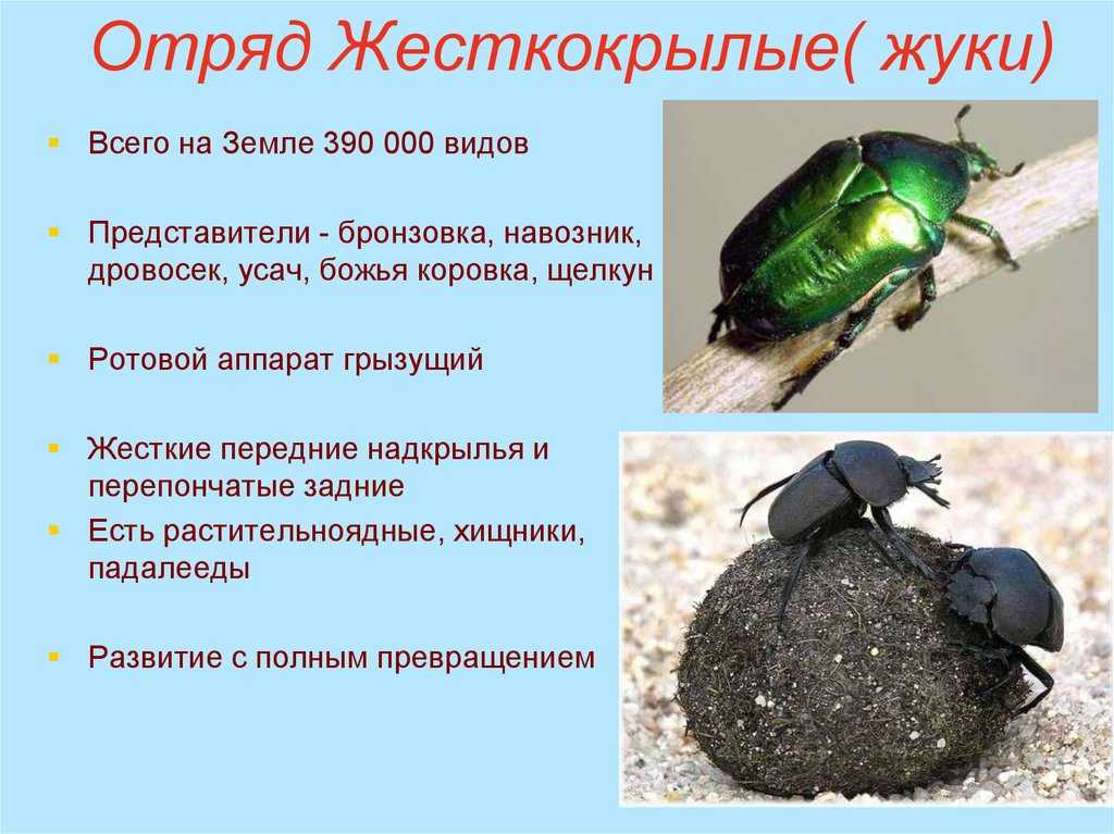 Классификация насекомых | помощь школьникам