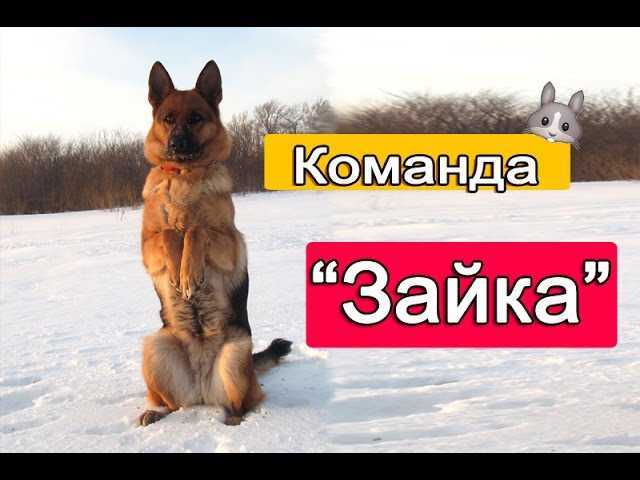 Трюковая дрессировка собак: назначение и общие принципы обучения