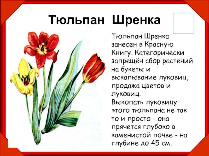 Карликовый тюльпан: разнообразие классов и сортов