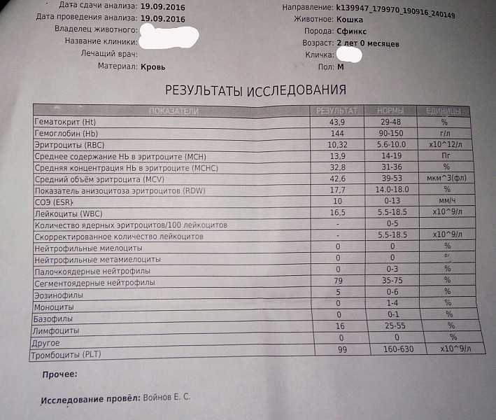 Кровь в моче у кошки
