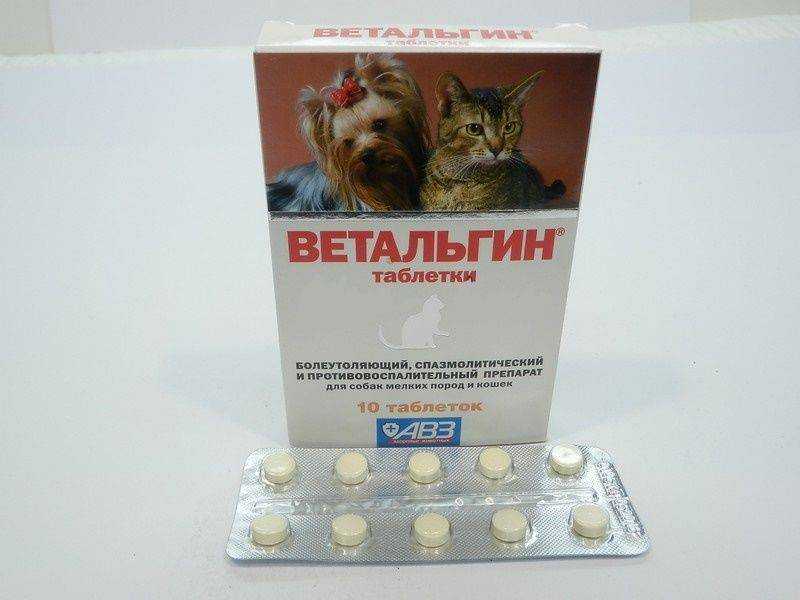 Обезболивание кошек: причины, симптомы и топ-7 самых популярных разрешенных препаратов.