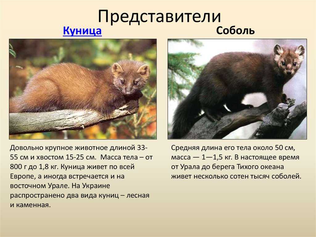 Куницы: описание, виды, среда обитания, что едят, враги и образ жизни