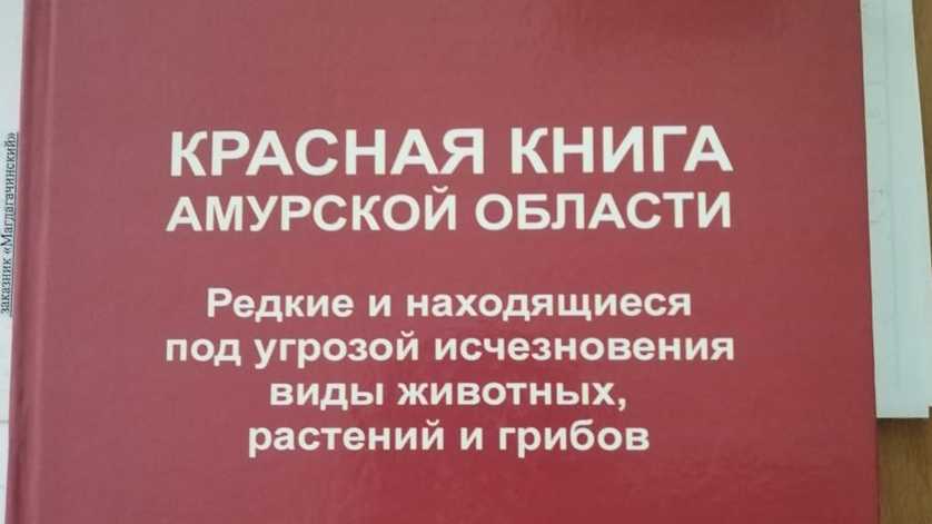 какие животные, птицы, растения и грибы занесены в Красную книгу Амурской области Краткое описание Фото и названия Амурская Красная книга
