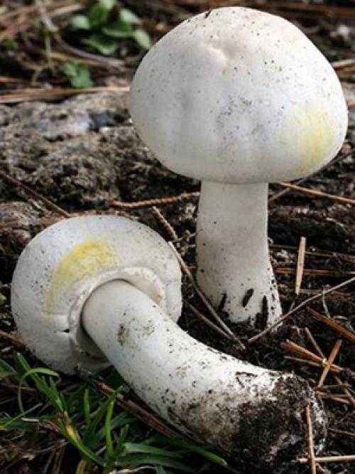 Шампиньон лесной, гриб колпак или благушка (agaricus silvaticus): фото, описание, как отличить от ложных двойников и как готовить