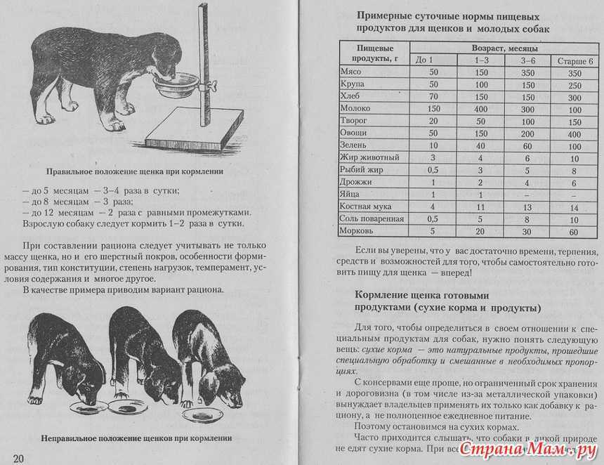 Сколько весит полный английский кокер спаниель