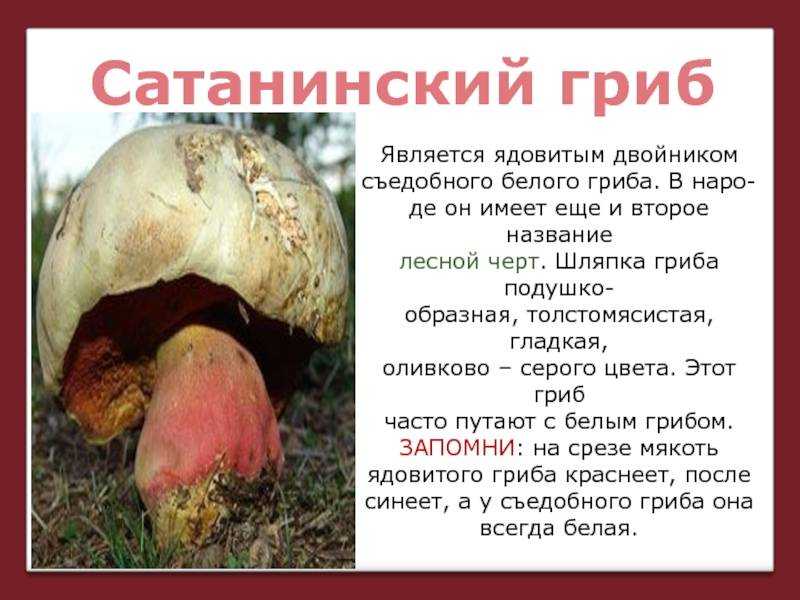 Сатанинский гриб: описание, где растет, насколько опасен?