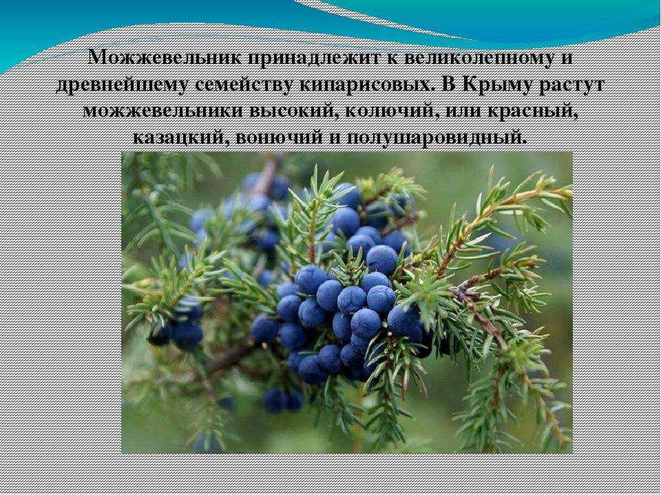Занесен ли можжевельник в красную книгу - ogorod.guru