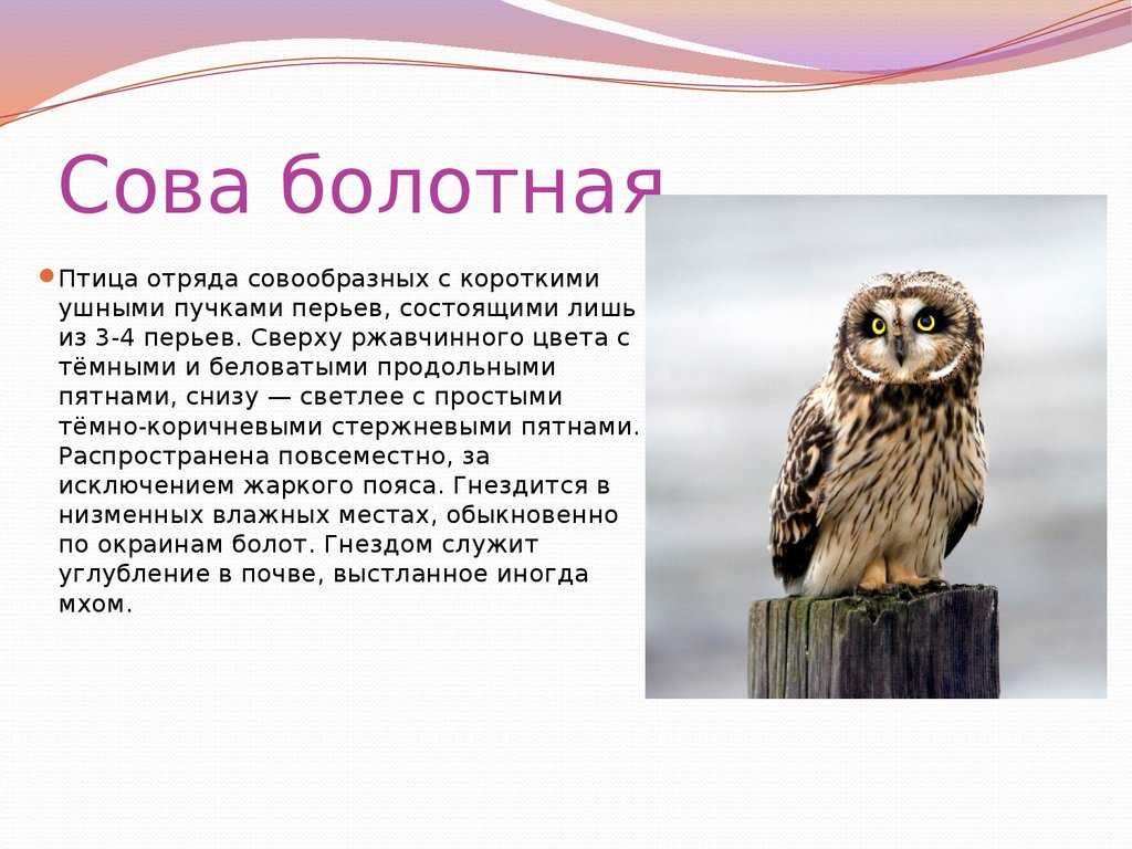 Болотная сова (псковской области) – красная книга по – кратко описание, фото » окружающий мир: уроки, полезные материалы для детей