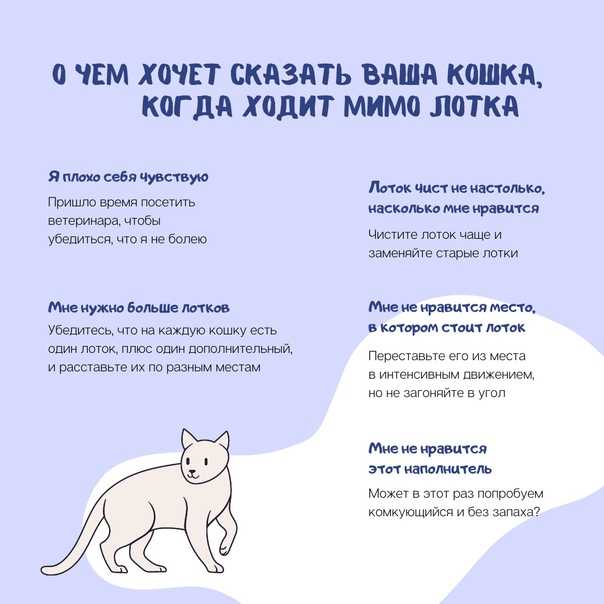 Кошка гадит на кровать, что делать, проверенные средства и методы