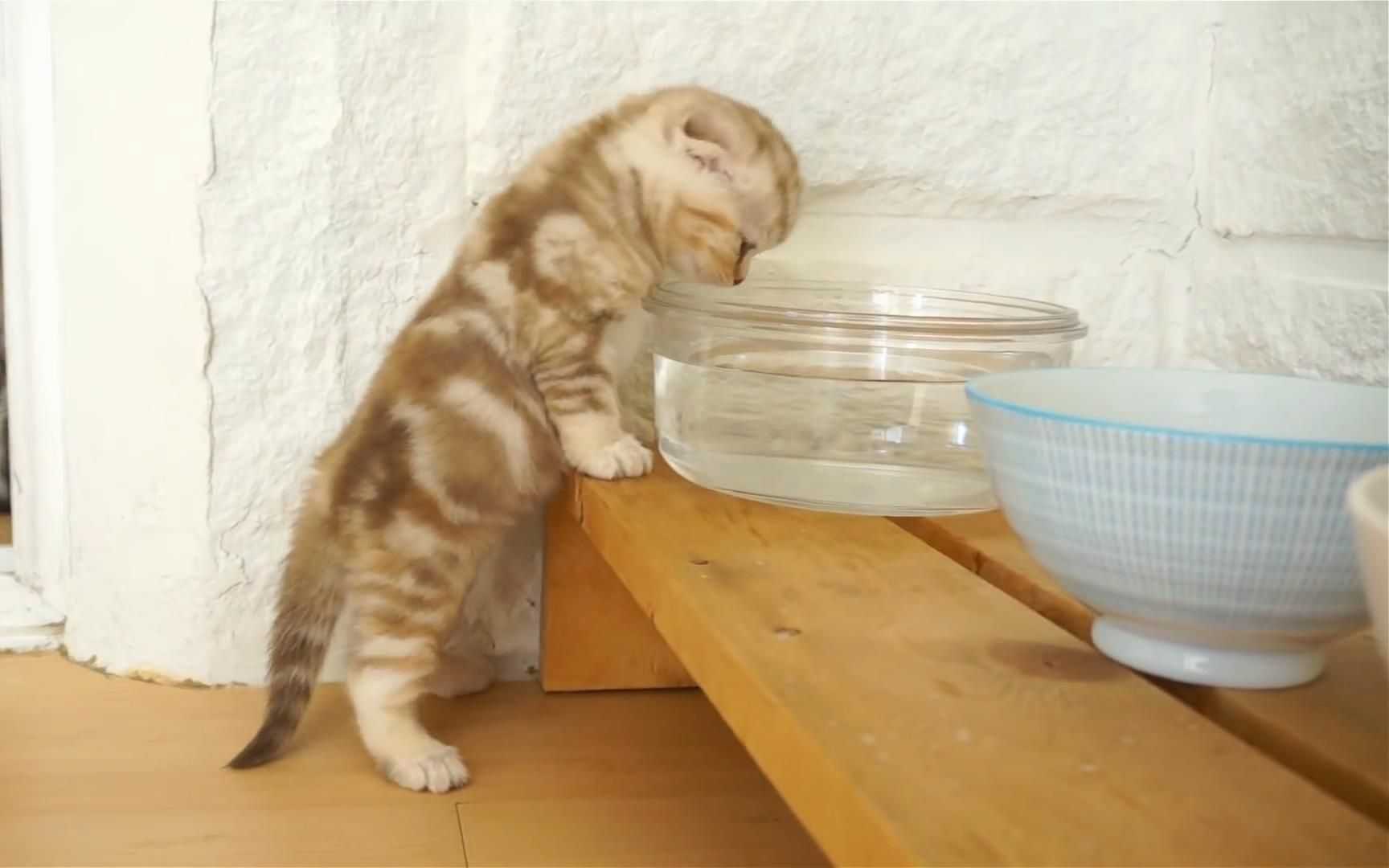 Почему кошка пьет много воды?
