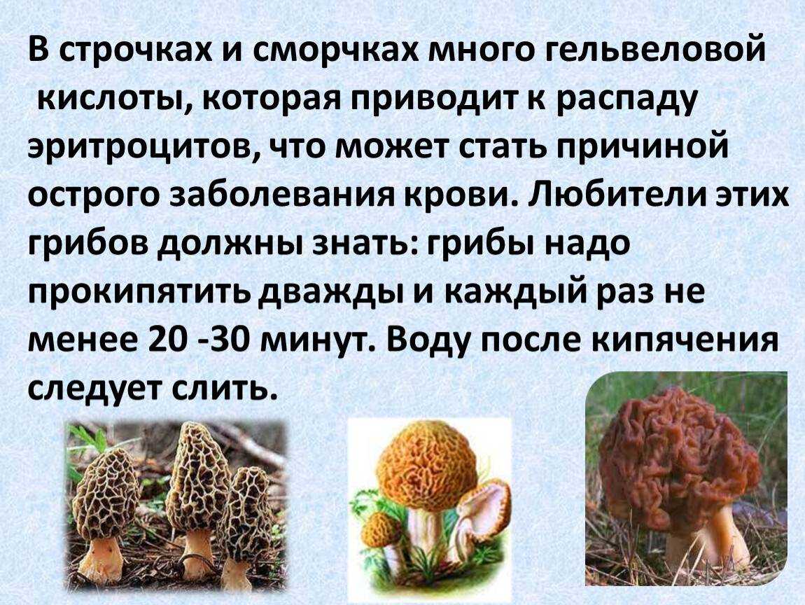 Грибы строчки: полезные и лечебные свойства – азбука здоровья