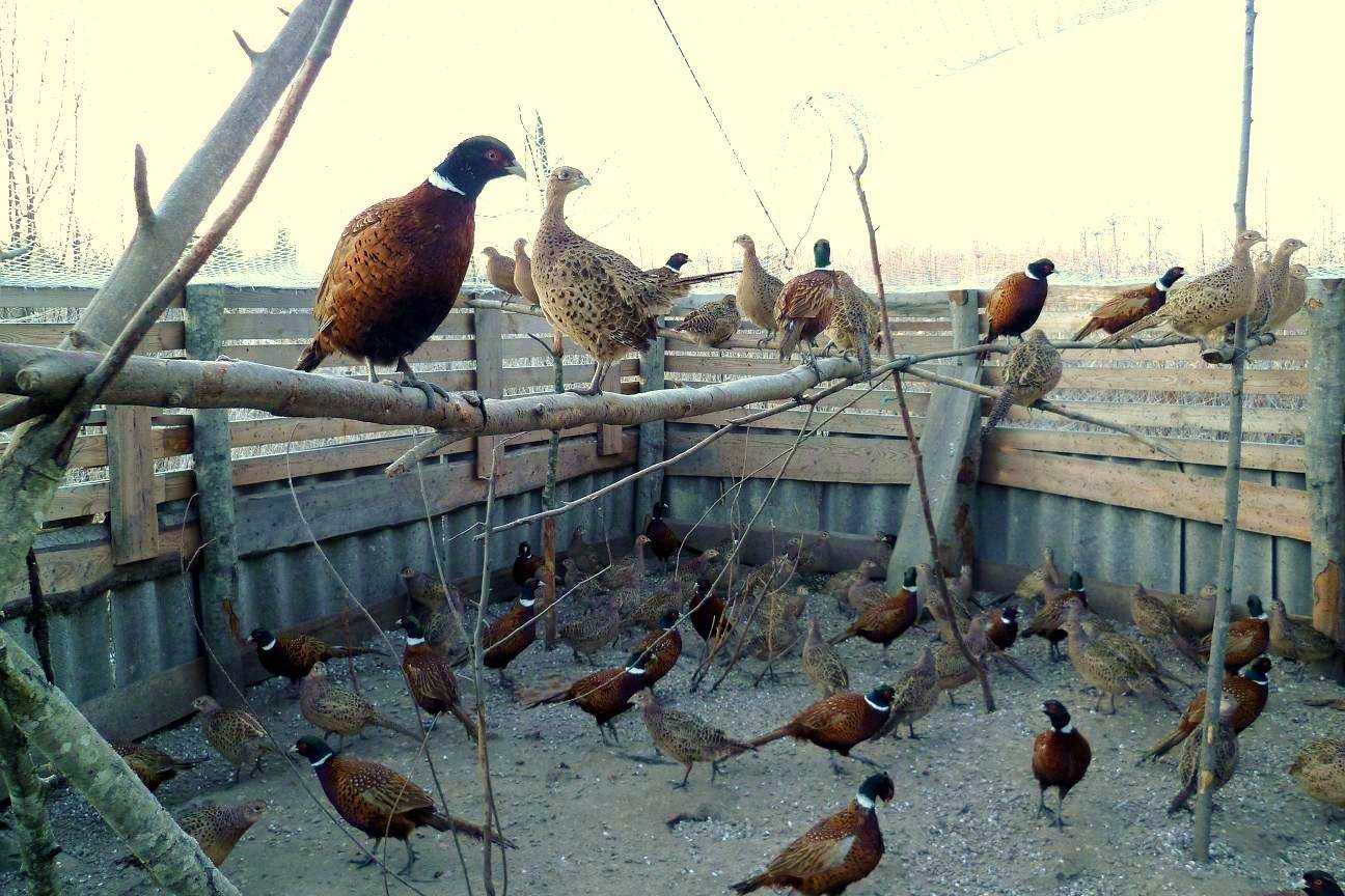 Фазаны