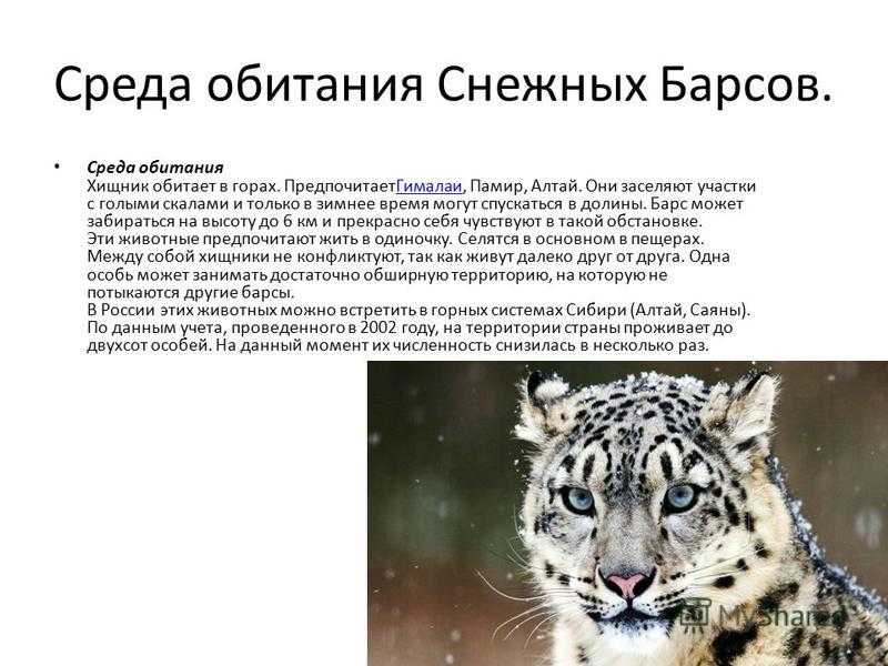 Описание внешнего вида и охотничьих повадок снежного барса с фото