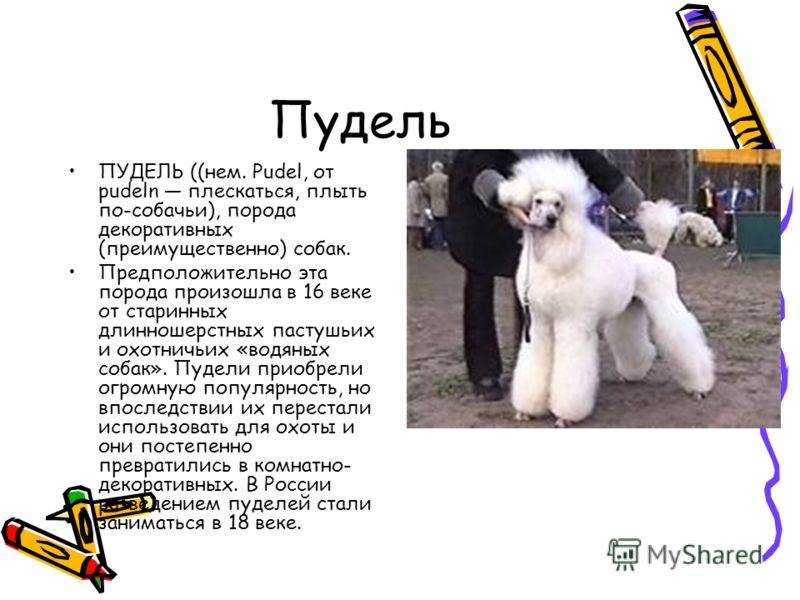 Пудели по fci