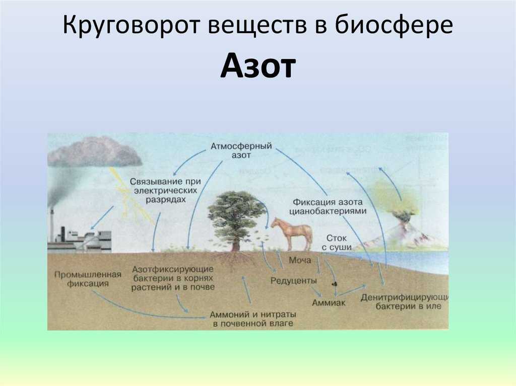 Биосфера: что это такое, ее состав, строение, свойства и функции