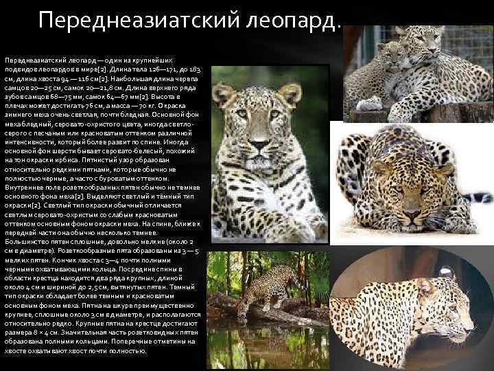Переднеазиатский леопард - кошачьи | некоммерческий учебно-познавательный интернет-портал зоогалактика