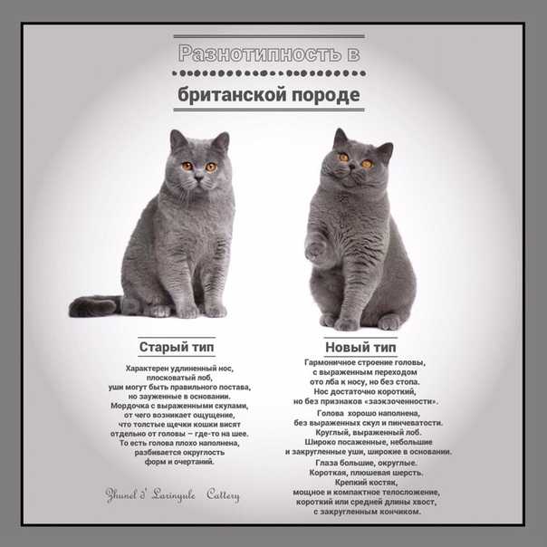 Кинкалоу: описание породы, характер кошек, советы по содержанию и уходу, фото