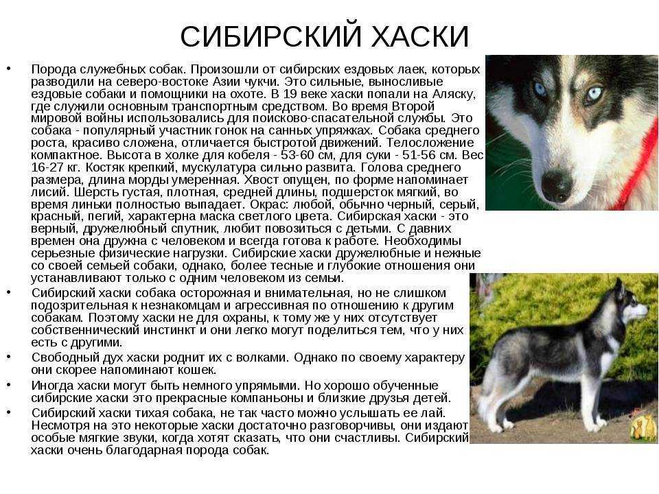 Маламут и хаски отличия: сравнение, в чем разница между собаками с фото, как отличить и кого выбрать, а также подробно о смеси аляскинской и сибирской пород