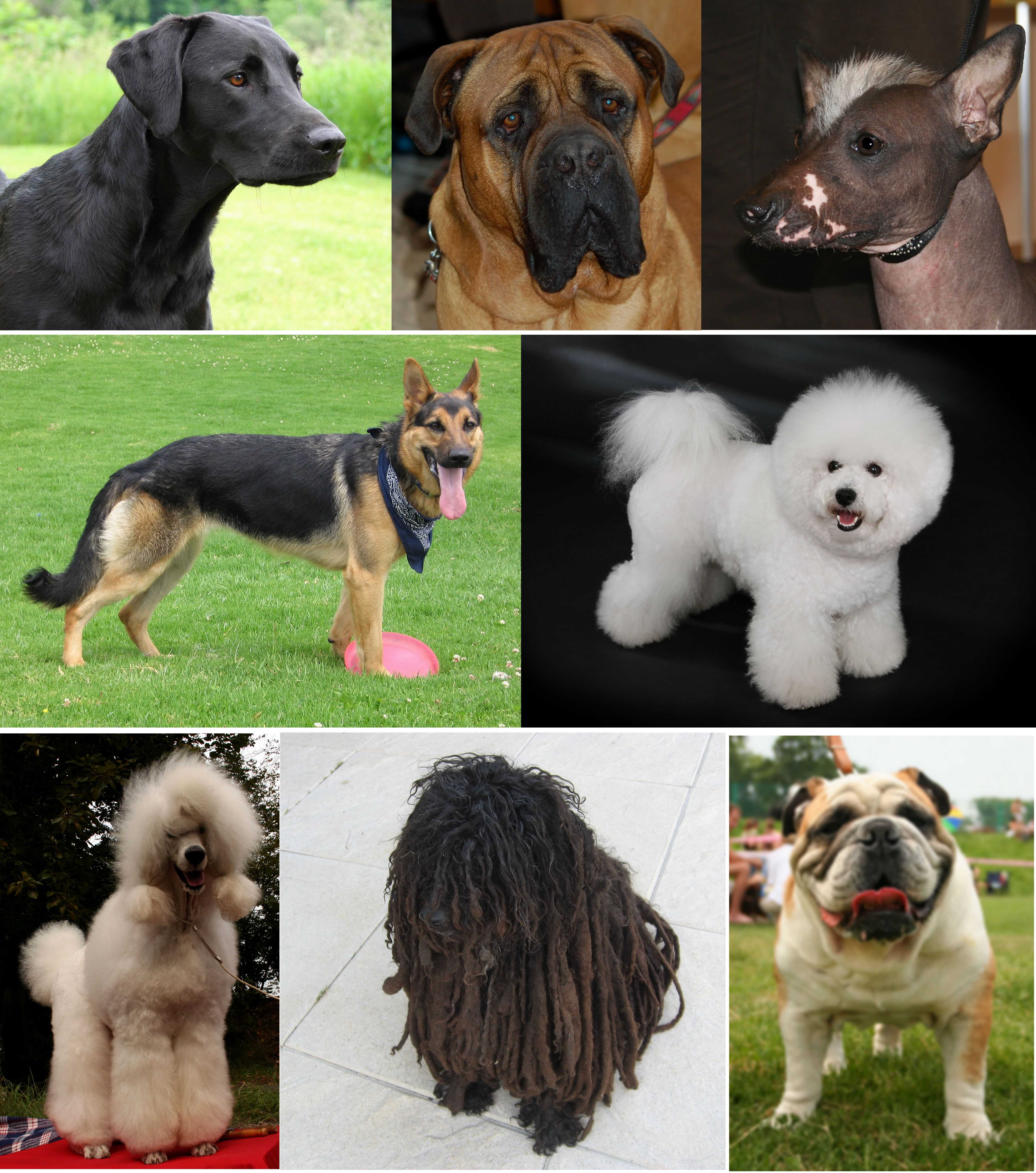 🐶карманные породы собак: топ-10 самых маленьких пород собачек с названиями, описанием и фото