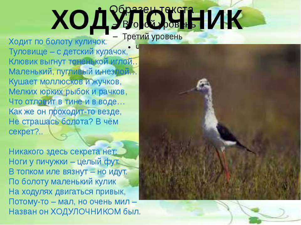 Ходулочник птица. среда обитания и образ жизни ходулочника. ходулочник — описание, среда обитания, интересные факты ходулочник описание