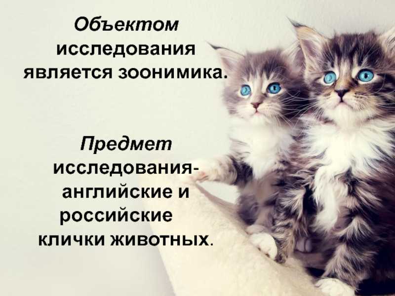 Японские клички для собак — выбираем имя со смыслом