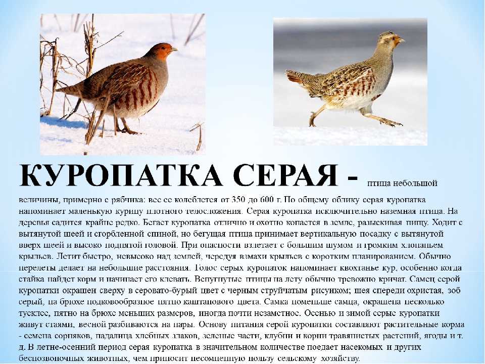 Белая куропатка: как выглядит и где обитает