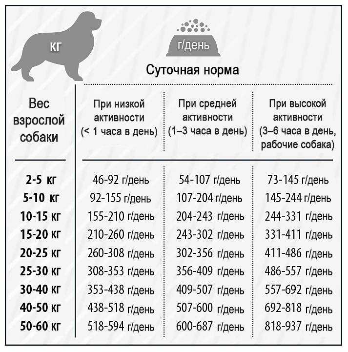 Как ухаживать за карликовым пуделем - wikihow