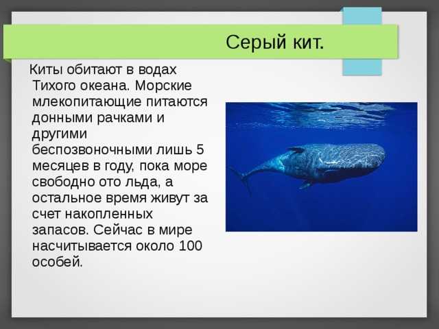 Киты в морях россии: где обитают, какие виды и где их можно посмотреть?
