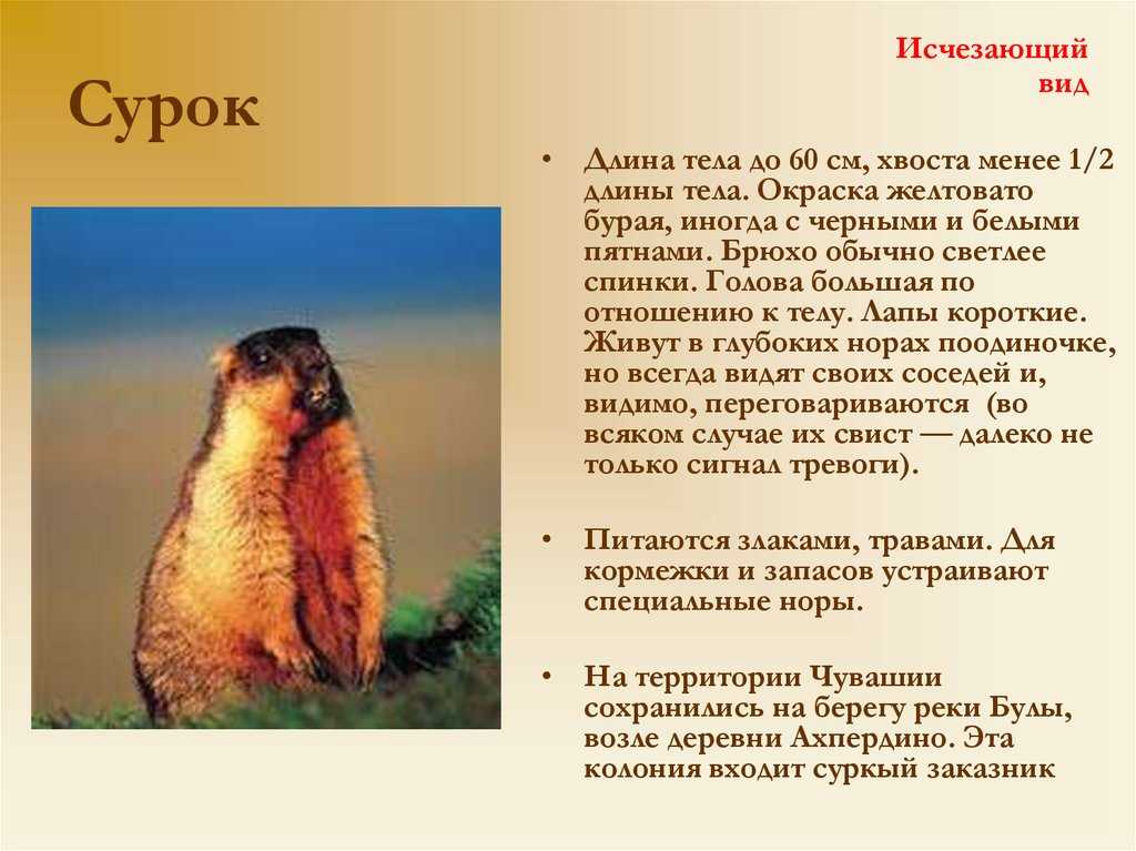 Красная книга чувашской республики