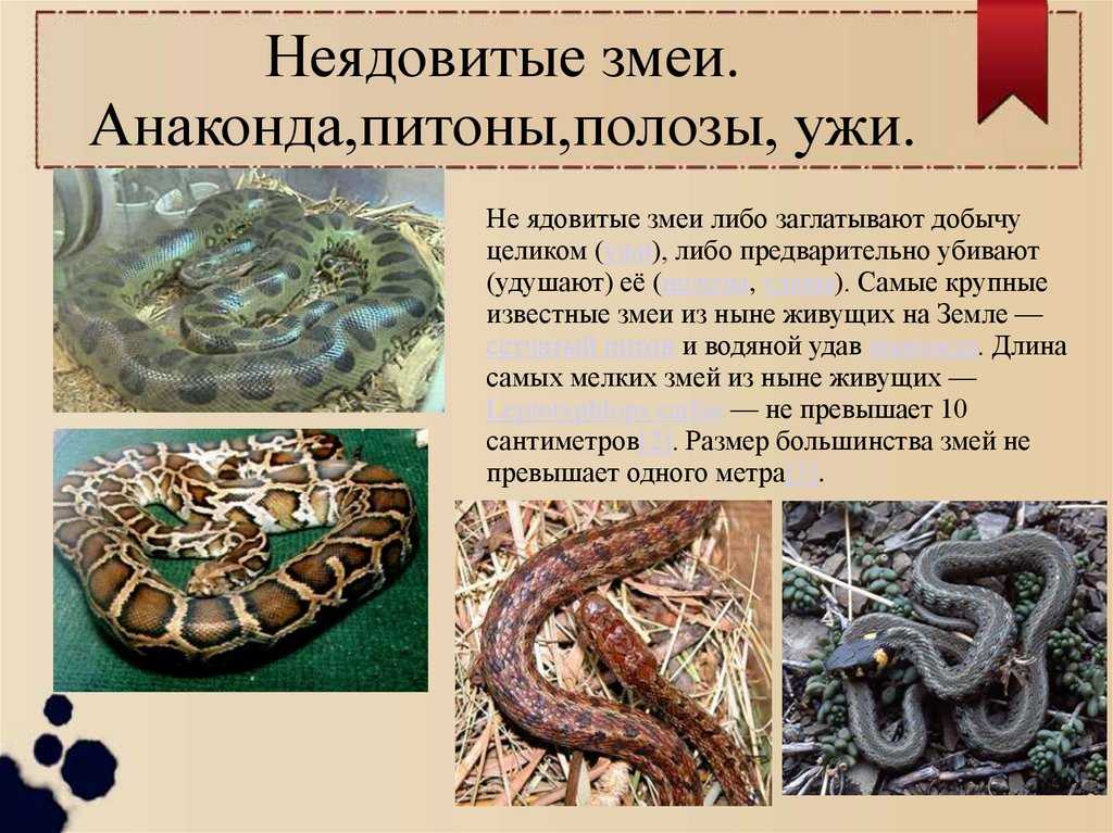 Как назвать змею – змеиные имена