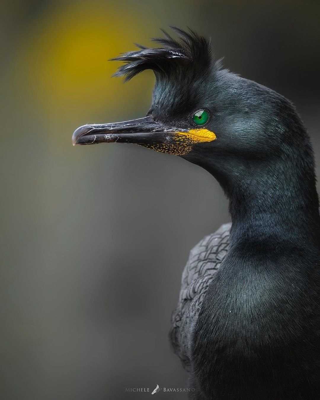 Хохлатый баклан. хохлатый баклан (phalacrocorax aristotelis)